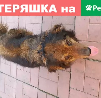 Найдена собака на притомском шоссе в Новокузнецке