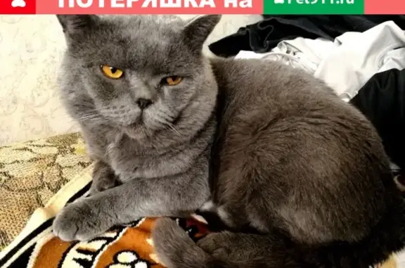 Пропал кот Кося с белым пятном в Канске, Красноярский край