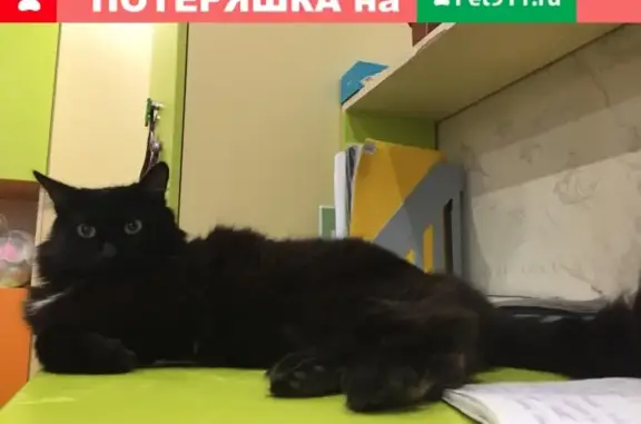 Пропал кот Бегемот в пос. Дмитриевка, Нижнекамск, вознаграждение!