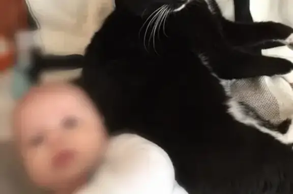 Кошки потеряшки, Новосибирск, фото: Потеряшка кошка с ошейником в Новосибирске, Академгородок, ул. Демакова, 9