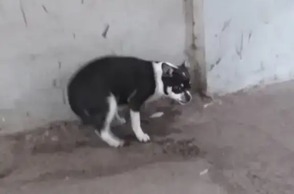 Найдена собака на Детском мире в Новомосковске