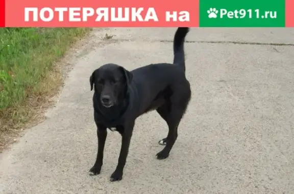 Найдена собака в Выпуково, ищем хозяина.