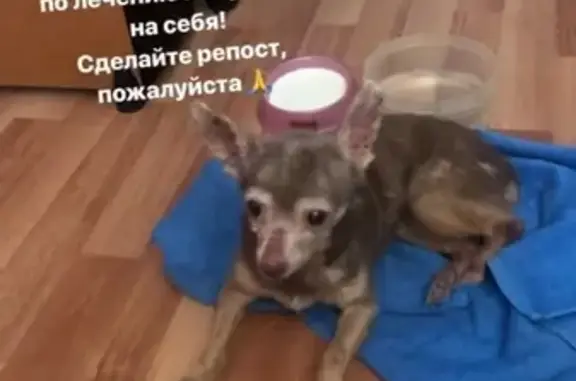 Найдена собака в Ворошиловском районе - ищем хозяина или передержку!