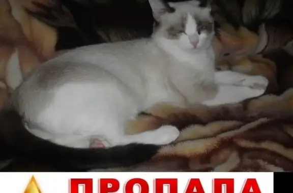 Объявления о пропавших и найденных животных, Елец, фото: Пропала кошка Кличка-Муся на Юбилейной улице, Елец.