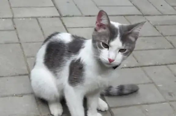 Найден домашний кот в Трубачеевке, ул. Береговая