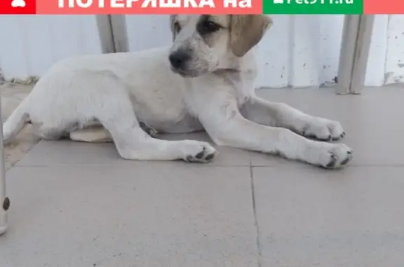 Пропала собака на Приморской улице в Кучугурах, Краснодарский край.
