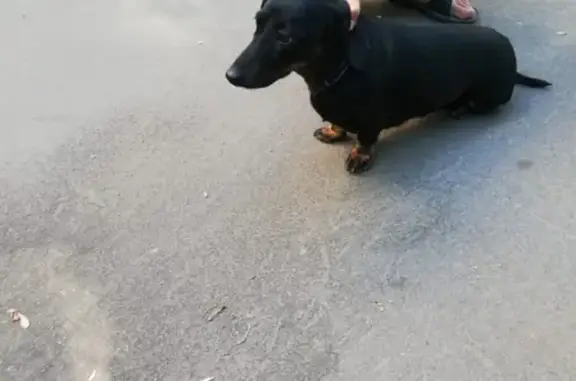 Собака Такса на 2-й Пугачевской улице.