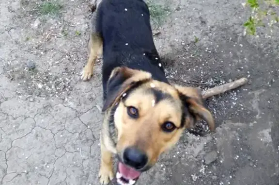 Потерянные животные Астрахань, фото: Пропала собака в Астрахани, район Славянского рынка на улице Рыбинской.