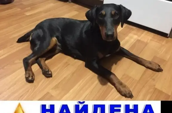 Найдена собака без бирки на Большой Академической, Москва