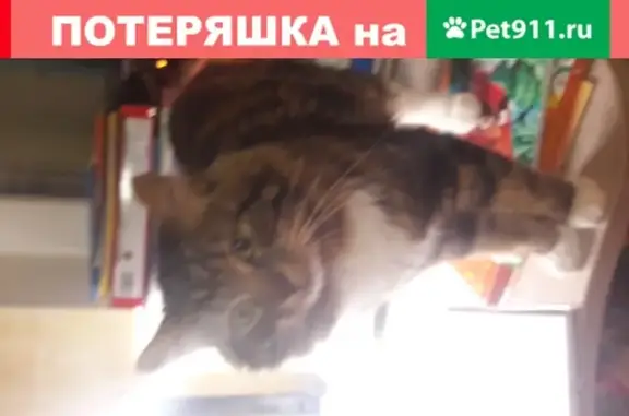 Кошки потеряшки, Москва, фото: Потеряшка кошка на Россошанской улице, Москва.