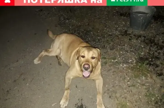 Собака найдена в Майкопе в 23:00, похожа на лабрадора.