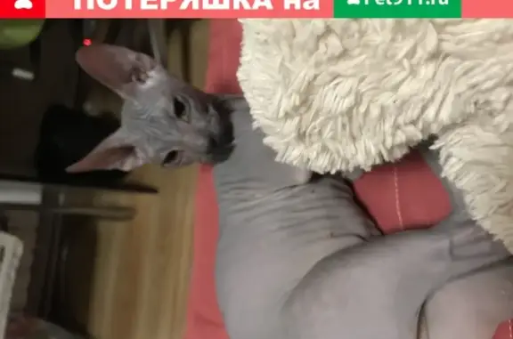 Пропала кошка Лариса в Захарково, Московская область