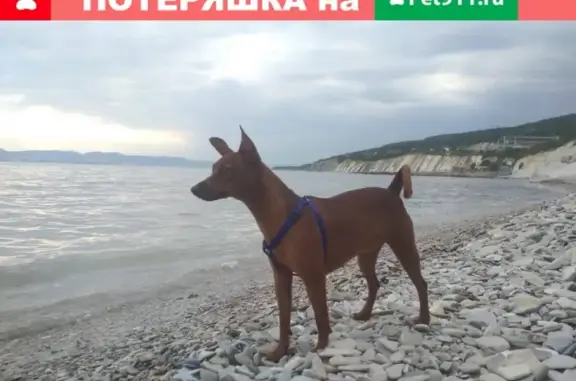 Пропала собака в Новороссийске: Карликовый пинчер, девочка, темно-рыжий окрас