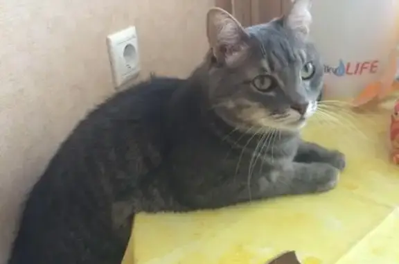Пропала кошка Баюша в Кудиново, Московская область