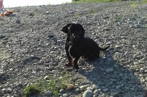 Найдена собака на пр. Фрунзе, Полутакс, 1 год