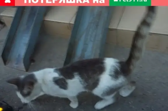 Потерянная кошка на ул. Симиренко 37к2