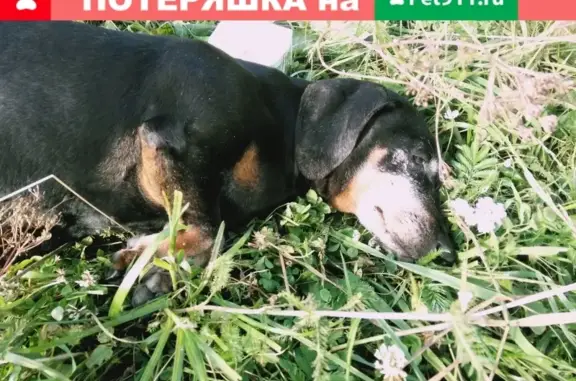 Собака найдена в поселке Апраксино на ул. Заречная