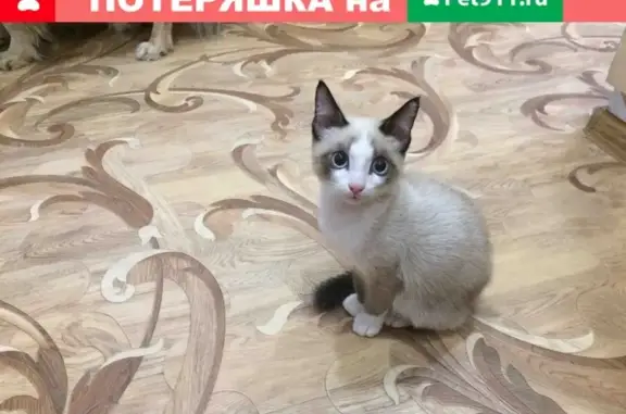 Найден котенок на ул. Жуковского, д. 78, подъезд 4