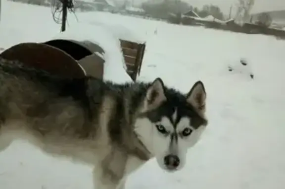 Пропала собака Макс в Норуднике, Красноярский край