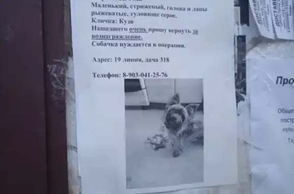 Собаки потеряшки, Нижний Новгород, фото: Потеряшка собака во вторых садах, нужна операция