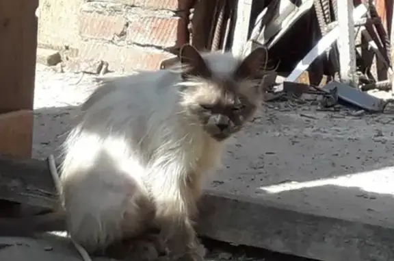 Найдена сиамская кошка возле ст. Елизаветинской