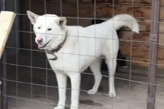 Пропала собака в Копейске, вознаграждение! (Фото1) https://vk.com/id)