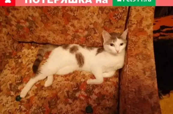 Пропала кошка в Дудинке, Красноярский край