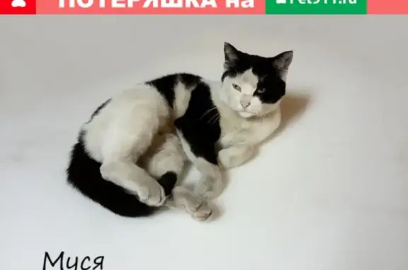 Пропала кошка Муся на Беляевской ветке, Вологда.