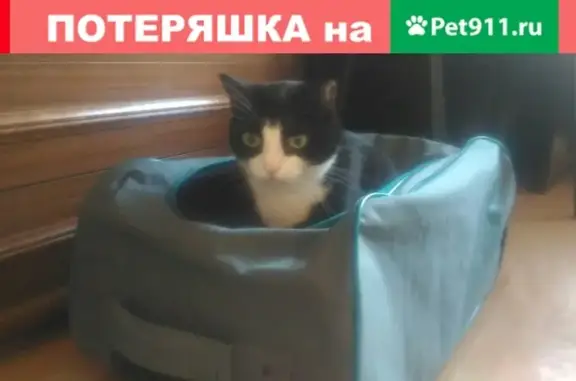 Пропала кошка на ул. Воронова, Красноярск, вознаграждение.