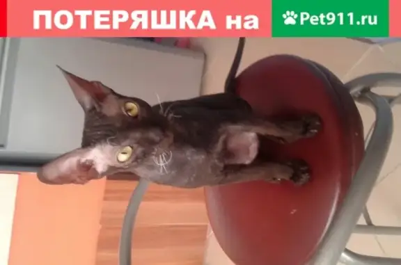 Пропала кошка Юта в Александровске