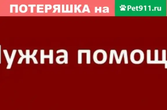 Пропала собака Бим в Весьегонске