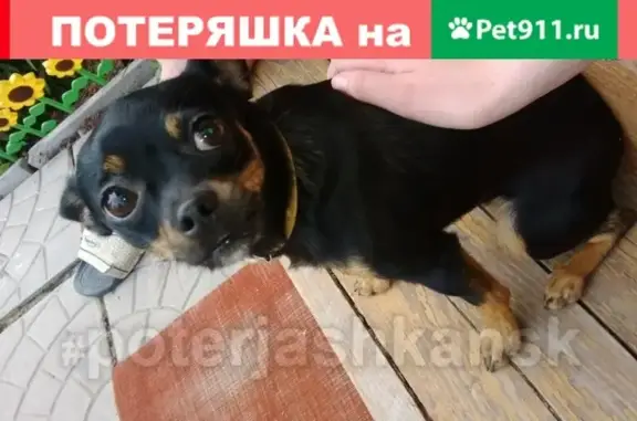 Пропала собака на улице Кропоткина 261/1 в Новосибирске
