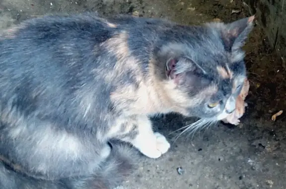 Пропала трехцветная кошка на Курском вокзале Москвы