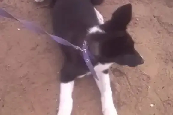 Найдена собака возле магазина в Улан-Удэ