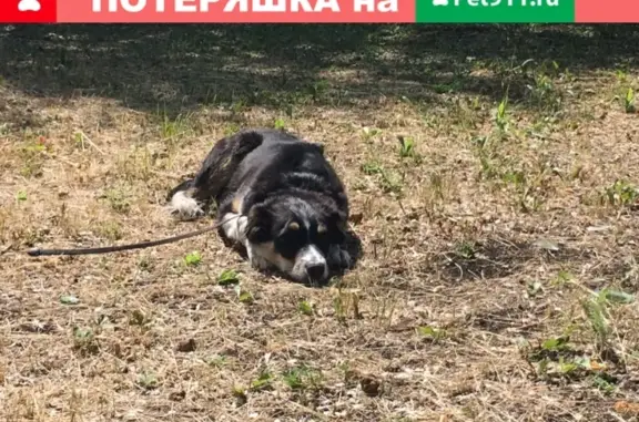 Потеряшка собака в Магнитогорске #31 садик