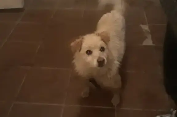Найдена собака в Володарском районе
