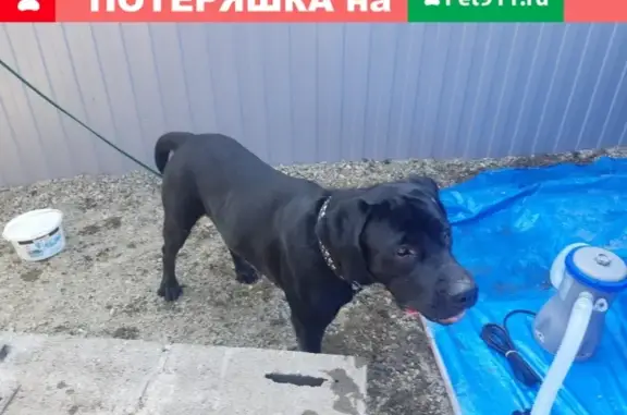 Найдена собака в Абакане, Хакасия