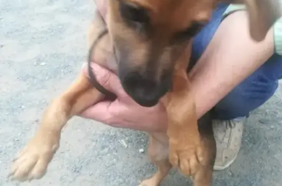 Найдена собака возле Иртышской 32а