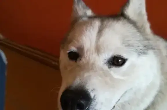 Найдена собака на Никитина 29А в Томске