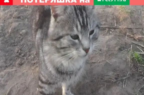 Пропал кот в Суворове, помогите найти!