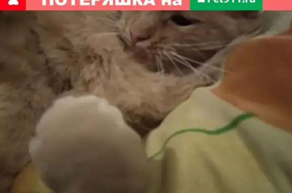 Пропал кот по кличке Сосиска в Льгове, Курская область