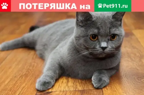 Пропала беременная кошка на ул. Дзержинского, Брянск