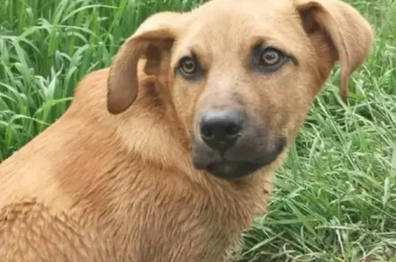 Потерянные животные Москва, фото: Пропала собака в СНТ Колос, Истринский район