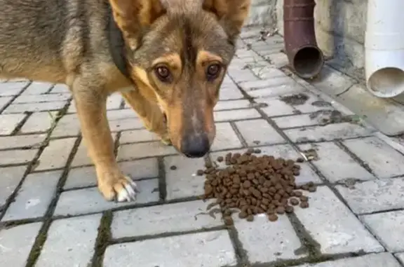 Найдена собака в Севастополе, Античный район