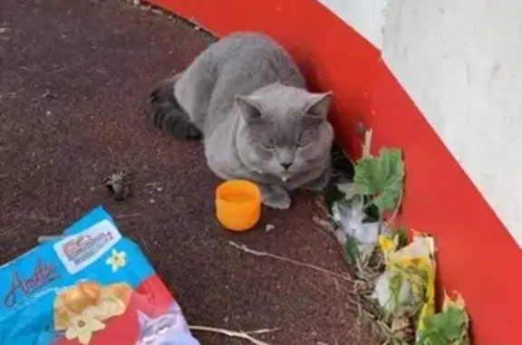 Найден кот с желтым ошейником на Маркса 79 в Обнинске