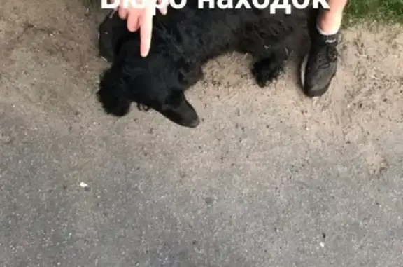 Собаки потеряшки, Архангельск, фото: Потеряшка собака Джесси в Архангельске