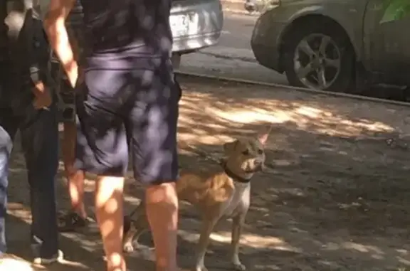 Найдена собака в Советском районе, ищем хозяина в Брянске
