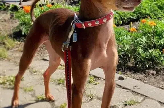 Пропала собака Гучик на улице Подстаницкого в Мурманске