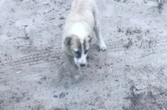 Потерянные животные Сургут, фото: Пропал щенок в районе Богатыря, Сургут