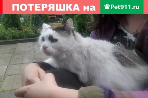 Найдена белая кошка с ошейником на улице Алешиские сады, 15.